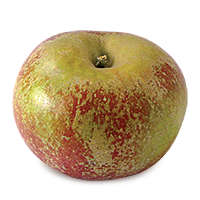 Orleans Reinette apple (Bar Lois Weeks photo)