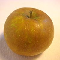 Roxbury Russet apple (Bar Lois Weeks photo)
