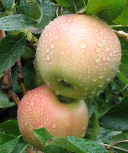 Honeycrisp apples (Russell Steven Powell photo)