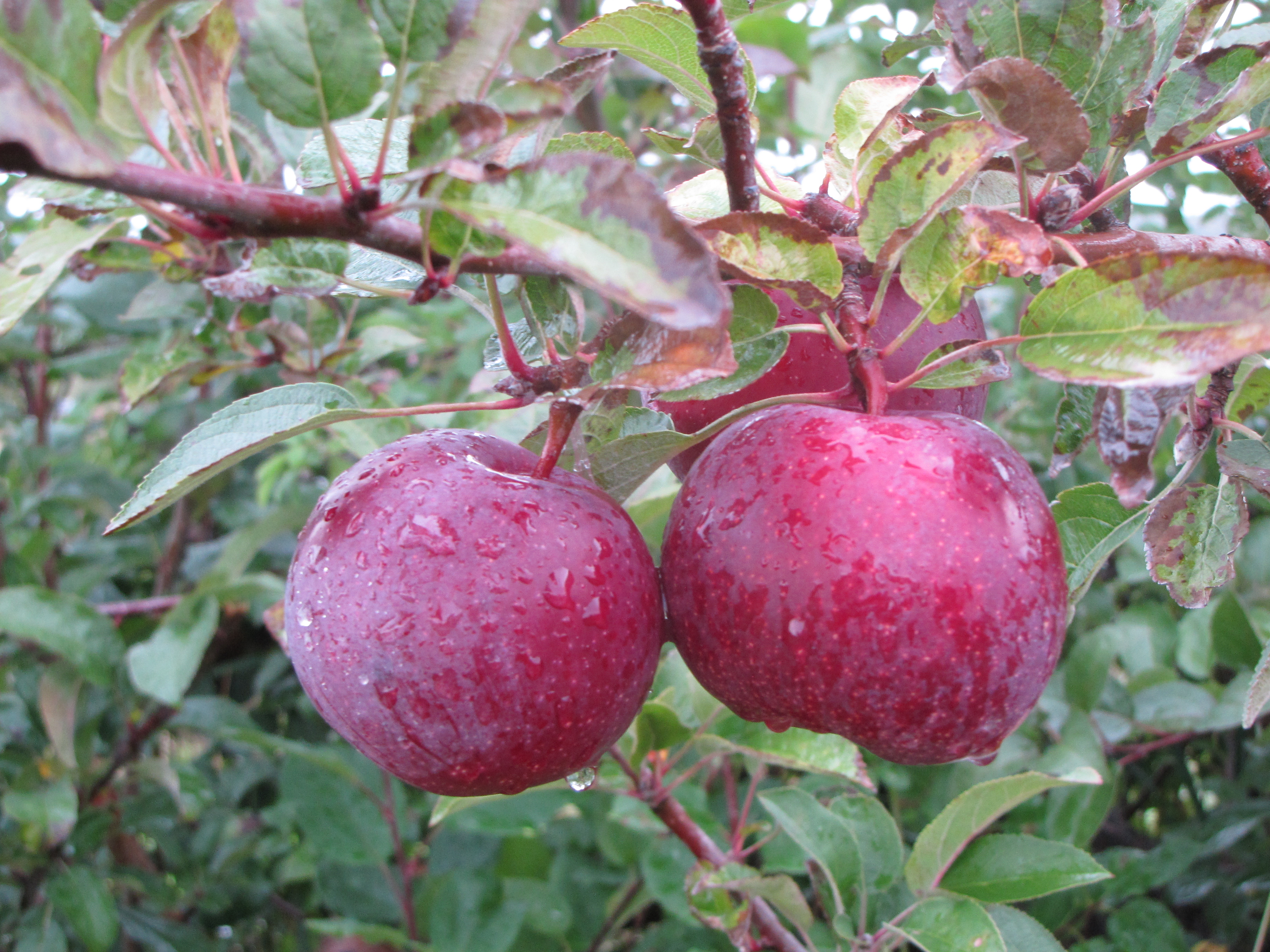 Late-season apples at Bolton Orchards, Bolton, Massachusetts. (Russell Steven Powell photo)
