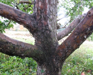 Apple tree trunk at Bolton Orchards, Bolton, Massachusetts. (Russell Steven Powell photo)