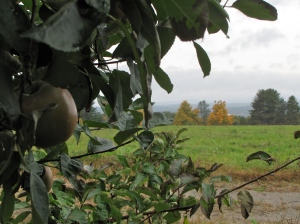 Bolton Orchards, Bolton, Massachusetts. (Russell Steven Powell photo)