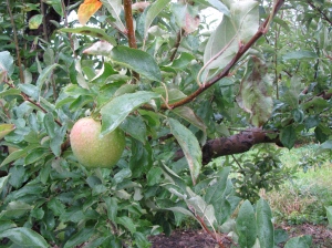 Late-season apple at Bolton Orchards, Bolton, Massachusetts. (Russell Steven Powell photo)