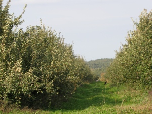 Bolton Orchards, Bolton, Massachusetts. (Russell Steven Powell photo)