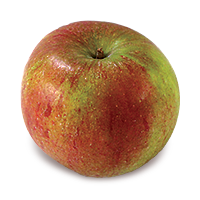 Cox's Orange Pippin apple (Bar Lois Weeks photo)